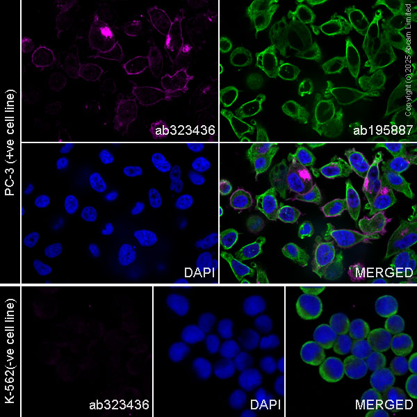 Immunocytochemistry/ Immunofluorescence - Alexa Fluor® 488 Anti-alpha Tubulin antibody [DM1A] - Microtubule Marker (ab195887), expandable thumbnail