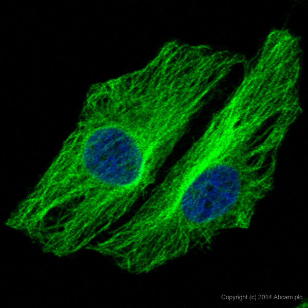 Immunocytochemistry/ Immunofluorescence - Alexa Fluor® 488 Anti-alpha Tubulin antibody [DM1A] - Microtubule Marker (AB195887), expandable thumbnail