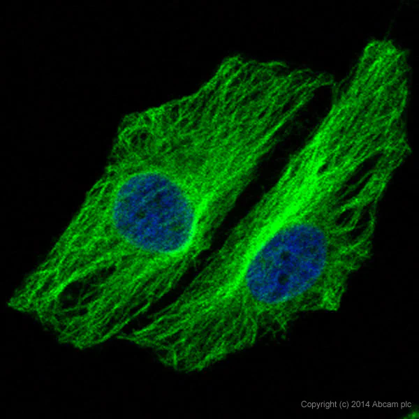 Immunocytochemistry/ Immunofluorescence - Alexa Fluor® 488 Anti-alpha Tubulin antibody [DM1A] - Microtubule Marker (AB195887)