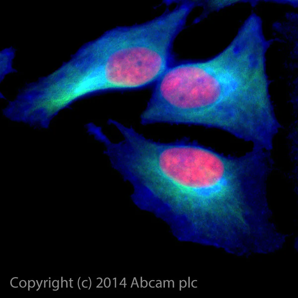 Immunocytochemistry/ Immunofluorescence - Alexa Fluor® 488 Anti-alpha Tubulin antibody [EP1332Y] - Microtubule Marker (AB185031)