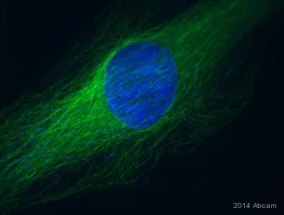 Alexa Fluor® 488 Anti-alpha Tubulin antibody [EP1332Y] (ab185031