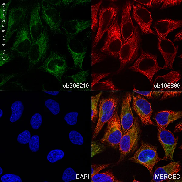 Immunocytochemistry/ Immunofluorescence - Alexa Fluor® 488 Anti-alpha Tubulin [EPR13478(B)] - Microtubule Marker (AB305219)