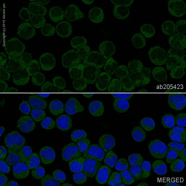 Immunocytochemistry/ Immunofluorescence - Alexa Fluor® 488 Anti-AMPK gamma 1 antibody [Y307] (AB205423)