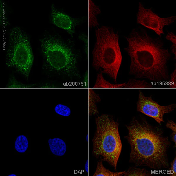 Immunocytochemistry/ Immunofluorescence - Alexa Fluor® 488 Anti-Annexin-2/ANXA2 antibody [EPR13052(B)] (AB200791)