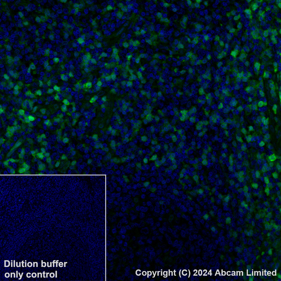 Immunohistochemistry (Formalin/PFA-fixed paraffin-embedded sections) - Alexa Fluor® 488 Anti-Annexin A1/ANXA1 antibody [EPR19342] (AB225513)