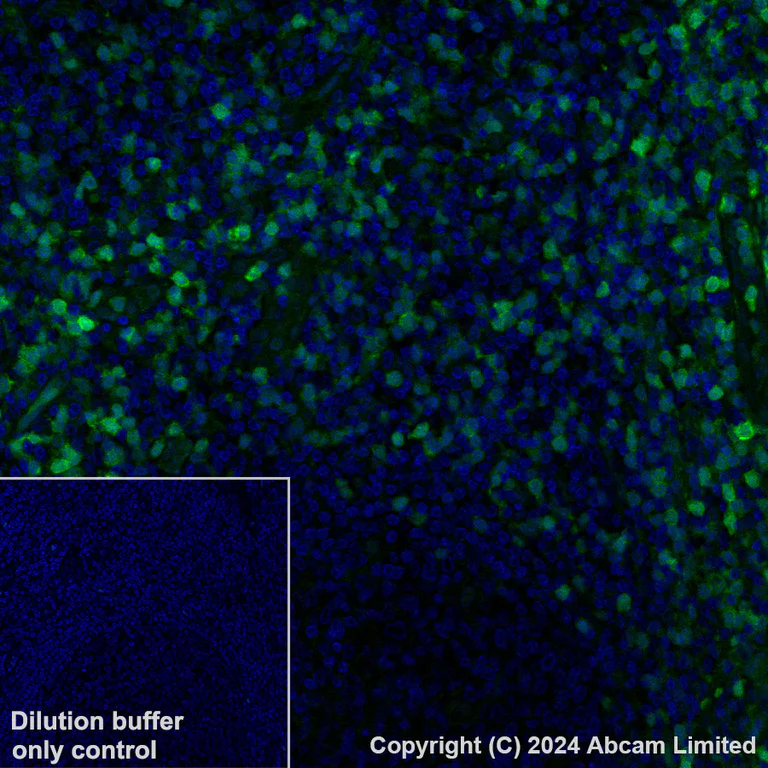 Immunohistochemistry (Formalin/PFA-fixed paraffin-embedded sections) - Alexa Fluor® 488 Anti-Annexin A1/ANXA1 antibody [EPR19342] (AB225513)