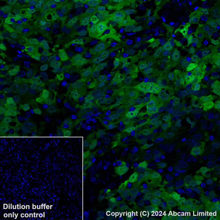 Immunohistochemistry (Formalin/PFA-fixed paraffin-embedded sections) - Alexa Fluor® 488 Anti-Annexin A1/ANXA1 antibody [EPR19342] (AB225513)