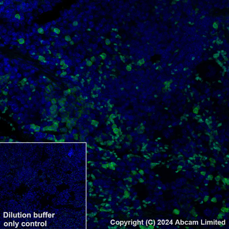 Immunohistochemistry (Formalin/PFA-fixed paraffin-embedded sections) - Alexa Fluor® 488 Anti-Annexin A1/ANXA1 antibody [EPR19342] (AB225513)