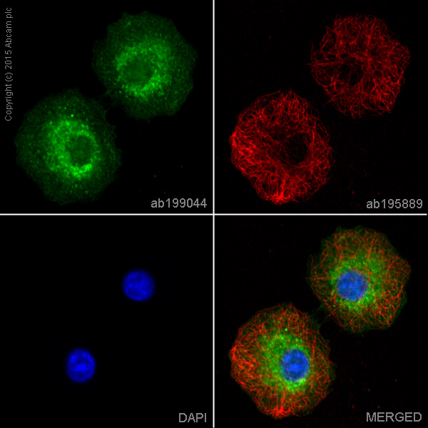 Immunocytochemistry/ Immunofluorescence - Alexa Fluor® 488 Anti-Anterior Gradient 2 antibody [EPR3278] (AB199044)