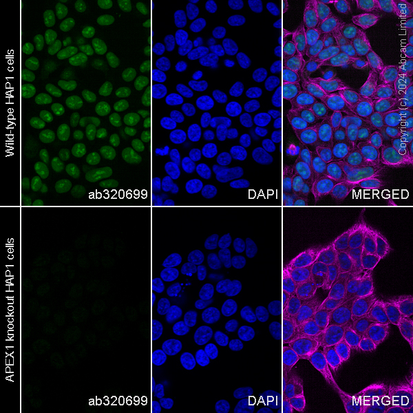 Immunocytochemistry/ Immunofluorescence - Alexa Fluor® 488 Anti-APE1 antibody [EPR18378-45] - ChIP Grade (AB320699), expandable thumbnail