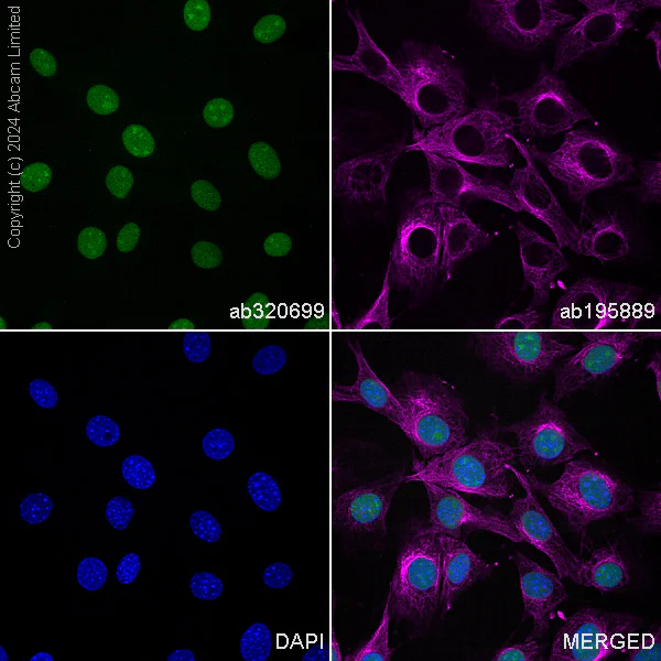 Immunocytochemistry/ Immunofluorescence - Alexa Fluor® 488 Anti-APE1 antibody [EPR18378-45] - ChIP Grade (AB320699)