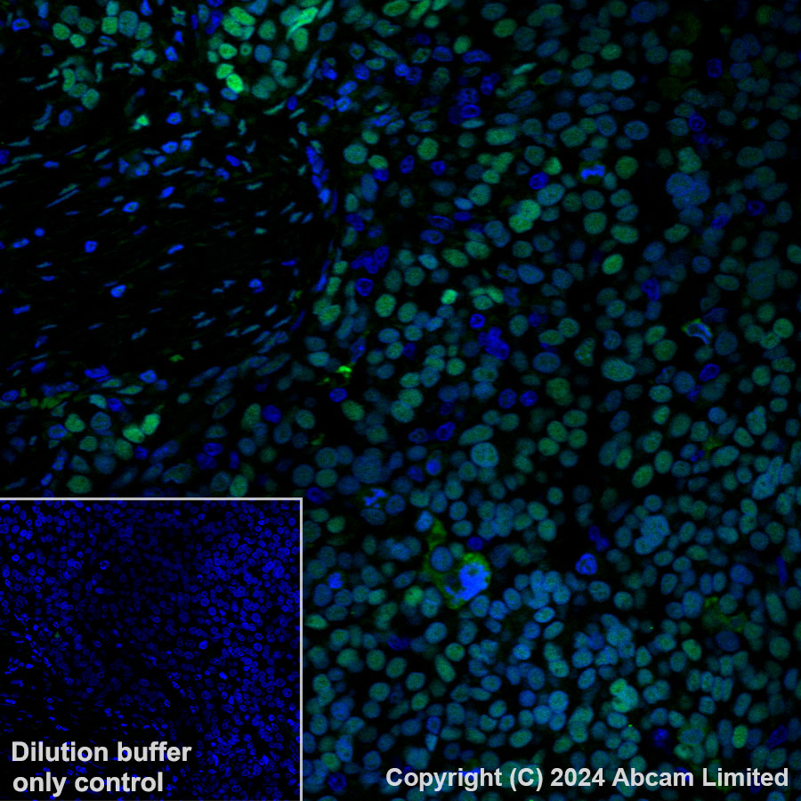 Immunohistochemistry (Formalin/PFA-fixed paraffin-embedded sections) - Alexa Fluor® 488 Anti-APE1 antibody [EPR18378-45] - ChIP Grade (AB320699), expandable thumbnail