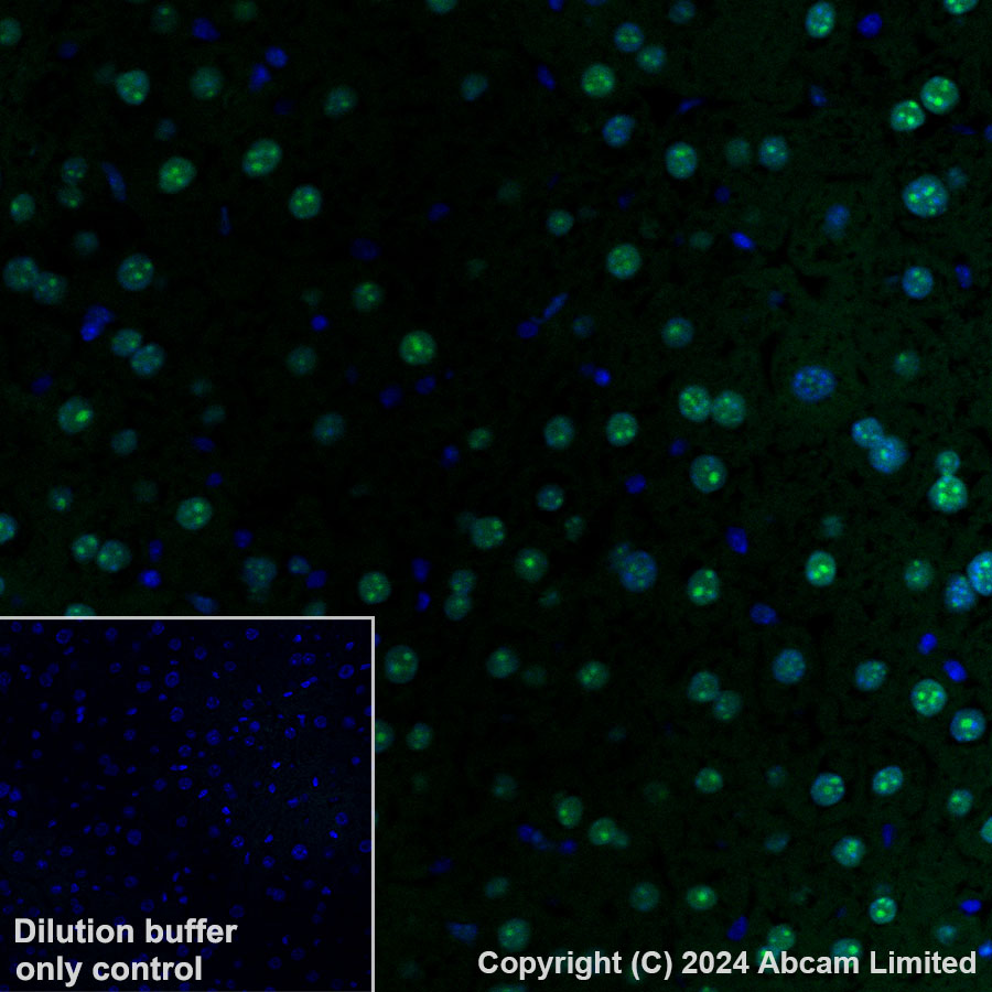 Immunohistochemistry (Formalin/PFA-fixed paraffin-embedded sections) - Alexa Fluor® 488 Anti-APE1 antibody [EPR18378-45] - ChIP Grade (AB320699), expandable thumbnail