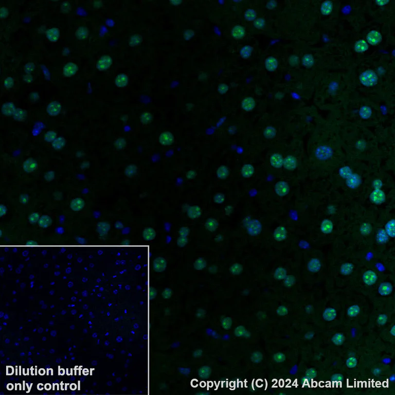 Immunohistochemistry (Formalin/PFA-fixed paraffin-embedded sections) - Alexa Fluor® 488 Anti-APE1 antibody [EPR18378-45] - ChIP Grade (AB320699)