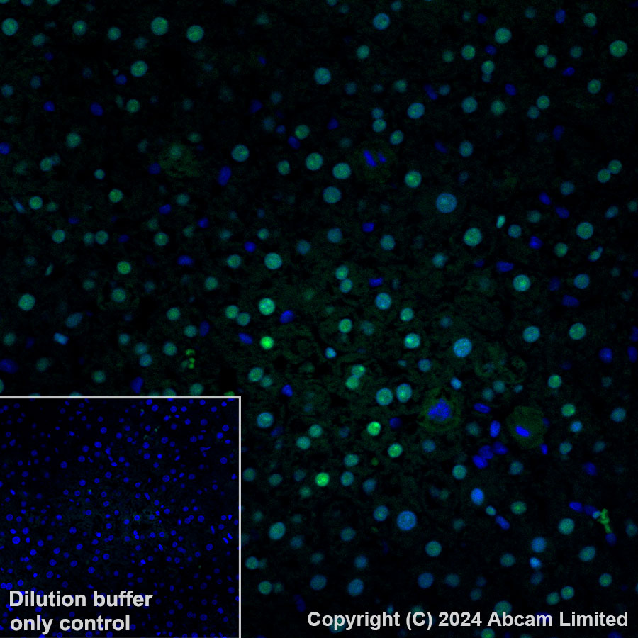 Immunohistochemistry (Formalin/PFA-fixed paraffin-embedded sections) - Alexa Fluor® 488 Anti-APE1 antibody [EPR18378-45] - ChIP Grade (AB320699), expandable thumbnail