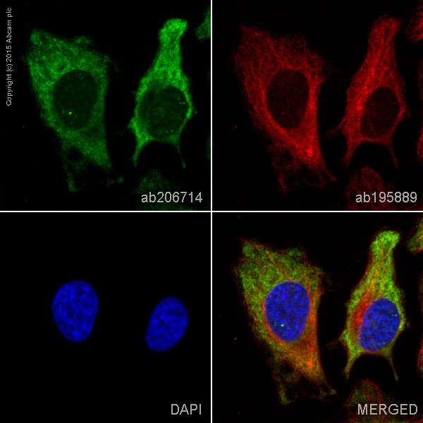 Immunocytochemistry/ Immunofluorescence - Alexa Fluor® 488 Anti-APG5L/ATG5 antibody [EPR4797] (AB206714), expandable thumbnail