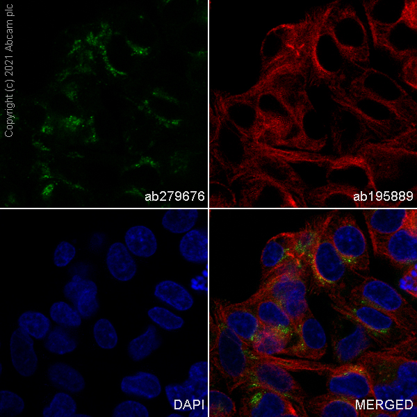 Immunocytochemistry/ Immunofluorescence - Alexa Fluor® 488 Anti-Apolipoprotein A I antibody [EP1368Y] (AB279676), expandable thumbnail