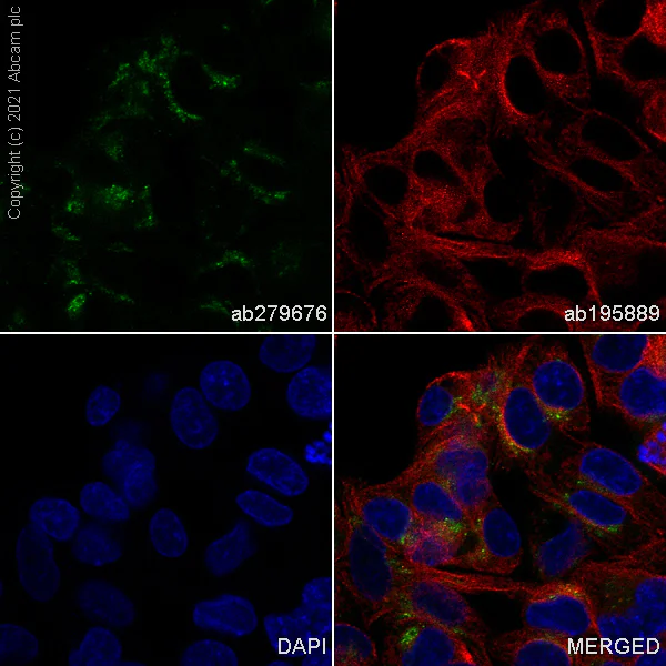 Immunocytochemistry/ Immunofluorescence - Alexa Fluor® 488 Anti-Apolipoprotein A I antibody [EP1368Y] (AB279676)