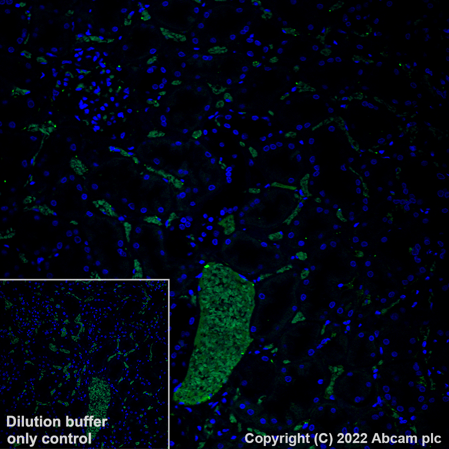 Immunohistochemistry (Formalin/PFA-fixed paraffin-embedded sections) - Alexa Fluor® 488 Anti-Apolipoprotein E antibody [EP1373Y] (AB307386), expandable thumbnail