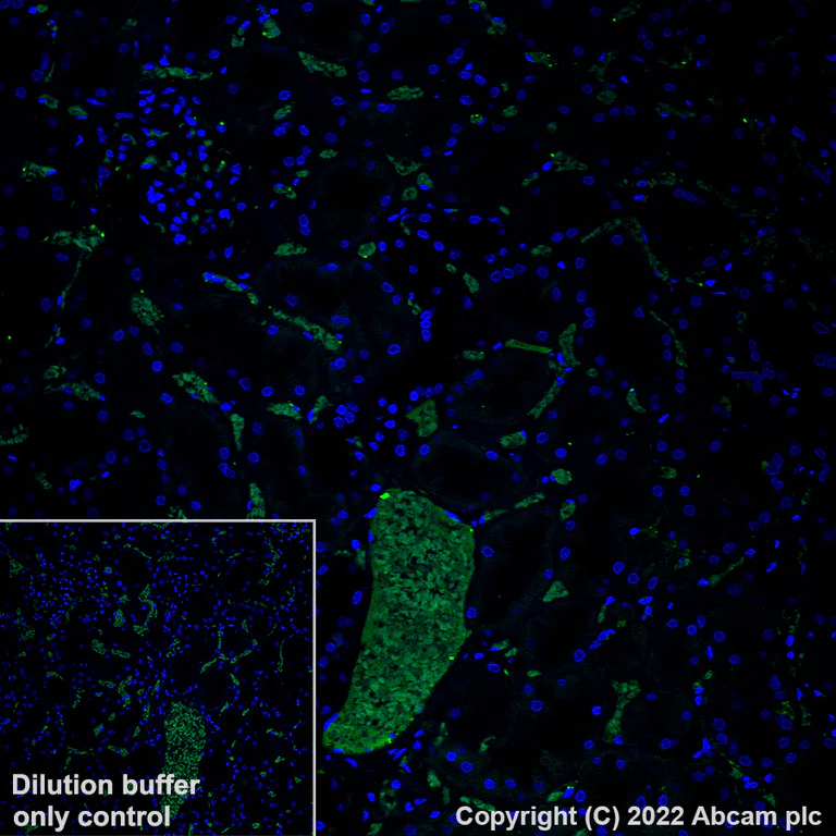Immunohistochemistry (Formalin/PFA-fixed paraffin-embedded sections) - Alexa Fluor® 488 Anti-Apolipoprotein E antibody [EP1373Y] (AB307386)