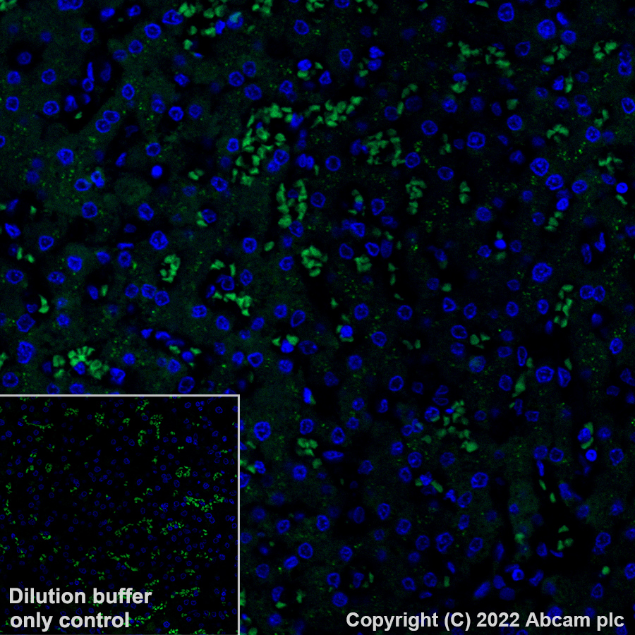 Immunohistochemistry (Formalin/PFA-fixed paraffin-embedded sections) - Alexa Fluor® 488 Anti-Apolipoprotein E antibody [EP1373Y] (AB307386), expandable thumbnail
