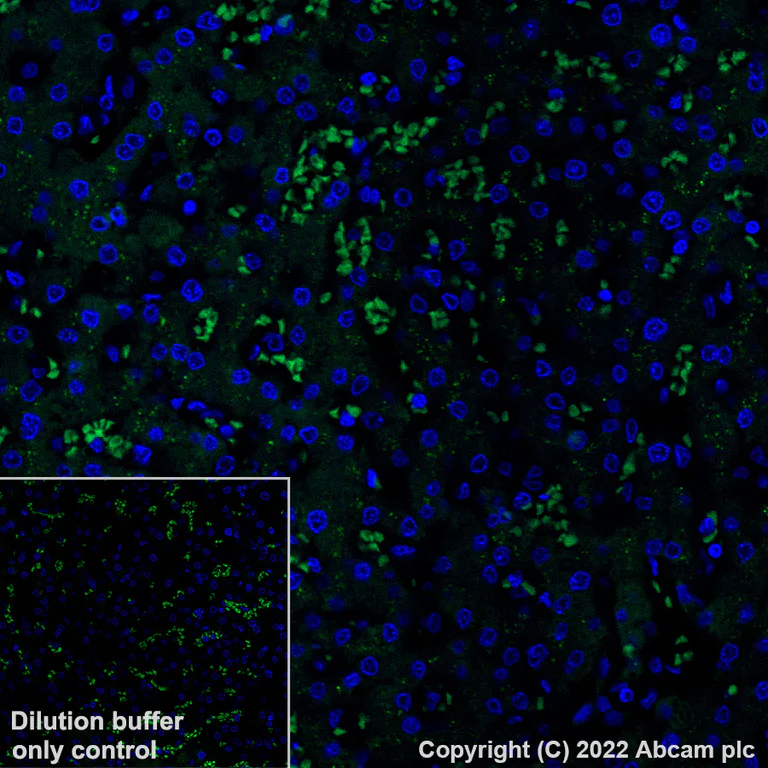 Immunohistochemistry (Formalin/PFA-fixed paraffin-embedded sections) - Alexa Fluor® 488 Anti-Apolipoprotein E antibody [EP1373Y] (AB307386)