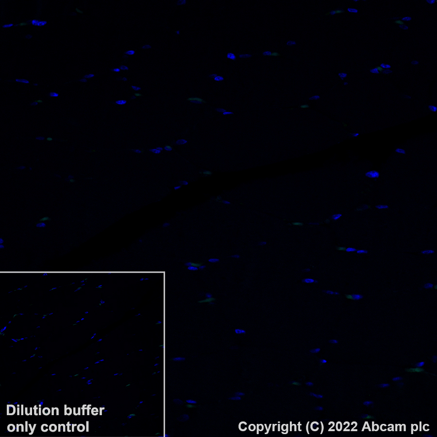 Immunohistochemistry (Formalin/PFA-fixed paraffin-embedded sections) - Alexa Fluor® 488 Anti-Apolipoprotein E antibody [EP1373Y] (AB307386), expandable thumbnail