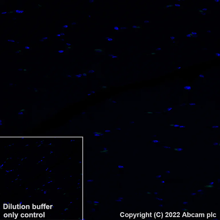 Immunohistochemistry (Formalin/PFA-fixed paraffin-embedded sections) - Alexa Fluor® 488 Anti-Apolipoprotein E antibody [EP1373Y] (AB307386)