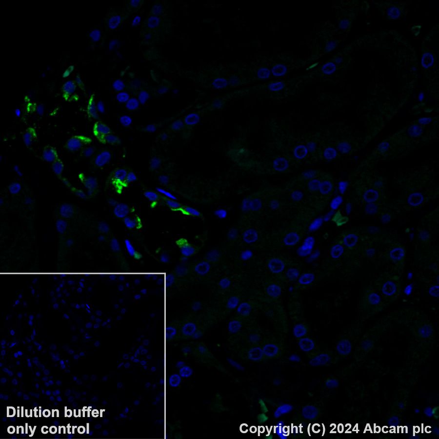 Immunohistochemistry (Formalin/PFA-fixed paraffin-embedded sections) - Alexa Fluor® 488 Anti-Aquaporin 2 antibody [EPR21080] (AB323995), expandable thumbnail