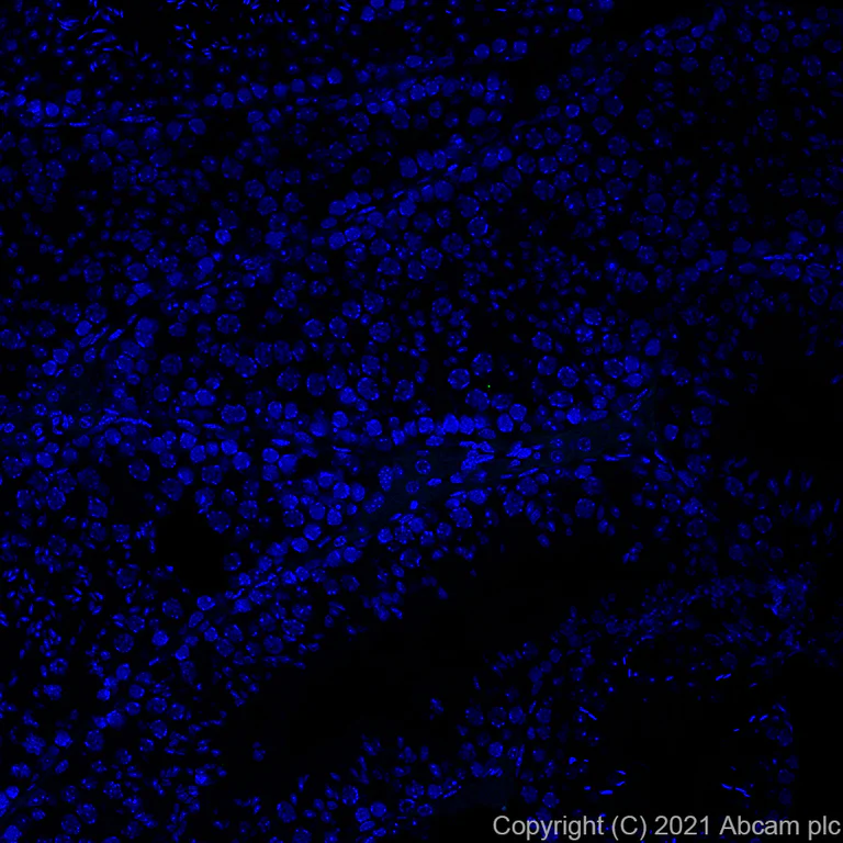 Immunohistochemistry (Formalin/PFA-fixed paraffin-embedded sections) - Alexa Fluor® 488 Anti-Aquaporin 4 antibody [EPR24281-65] (AB284135)