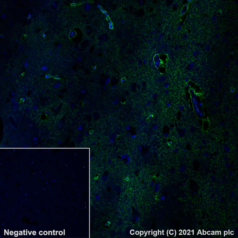 Immunohistochemistry (Formalin/PFA-fixed paraffin-embedded sections) - Alexa Fluor® 488 Anti-Aquaporin 4 antibody [EPR24281-65] (AB284135)