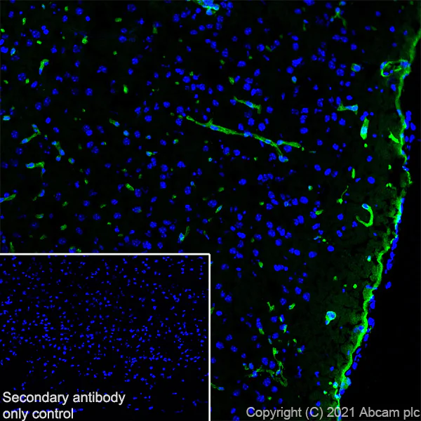 Immunohistochemistry (Frozen sections) - Alexa Fluor® 488 Anti-Aquaporin 4 antibody [EPR24281-65] (AB284135)