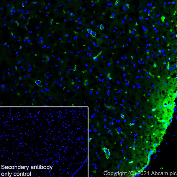Immunohistochemistry (Frozen sections) - Alexa Fluor® 488 Anti-Aquaporin 4 antibody [EPR24281-65] (AB284135)