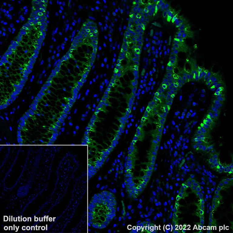 Immunohistochemistry (Formalin/PFA-fixed paraffin-embedded sections) - Alexa Fluor® 488 Anti-Aquaporin 5 antibody [EPR3747] (AB308598)