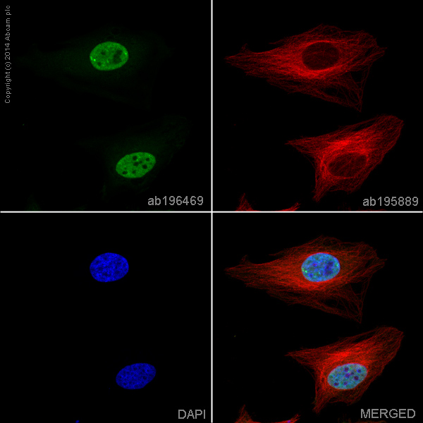 Immunocytochemistry/ Immunofluorescence - Alexa Fluor® 488 Anti-Argonaute-2 antibody [EPR10410] (AB196469), expandable thumbnail