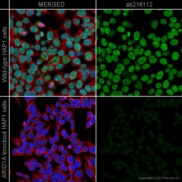 Immunocytochemistry/ Immunofluorescence - Alexa Fluor® 488 Anti-ARID1A antibody [EPR13501] (AB216112)