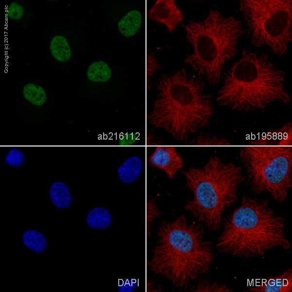 Immunocytochemistry/ Immunofluorescence - Alexa Fluor® 488 Anti-ARID1A antibody [EPR13501] (AB216112), expandable thumbnail