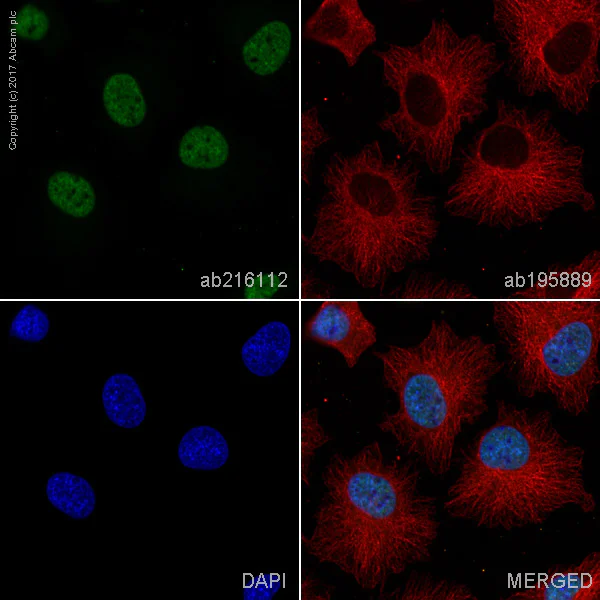 Immunocytochemistry/ Immunofluorescence - Alexa Fluor® 488 Anti-ARID1A antibody [EPR13501] (AB216112)