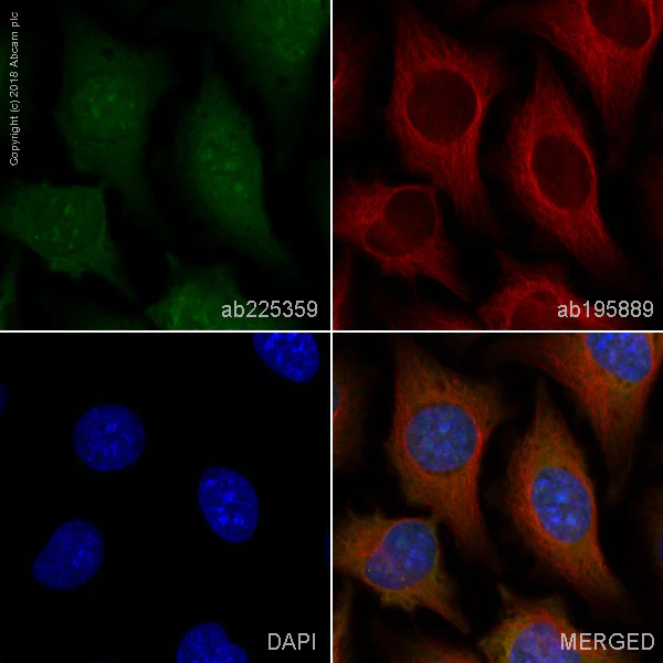 Immunocytochemistry/ Immunofluorescence - Alexa Fluor® 488 Anti-Aryl hydrocarbon Receptor antibody [EPR7119(N)(2)] (AB225359)