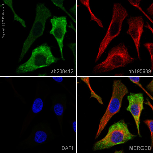 Immunocytochemistry/ Immunofluorescence - Alexa Fluor® 488 Anti-ASS1 antibody [EPR12398] (AB208412), expandable thumbnail