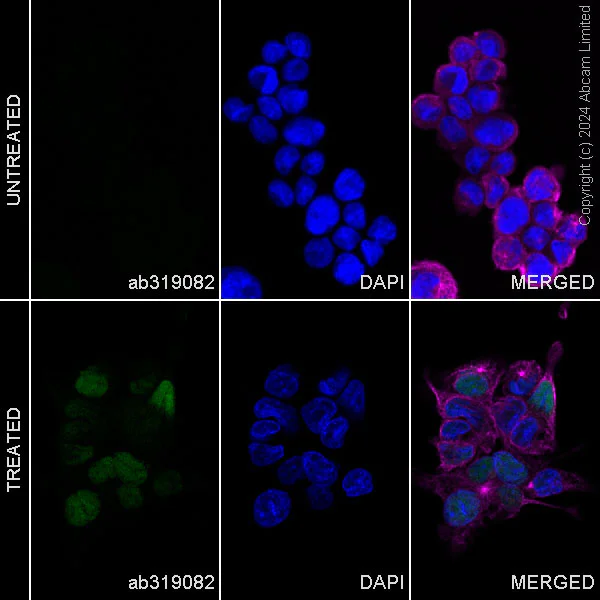 Immunocytochemistry/ Immunofluorescence - Alexa Fluor® 488 Anti-ATF3 antibody [EPR22610-19] (AB319082)