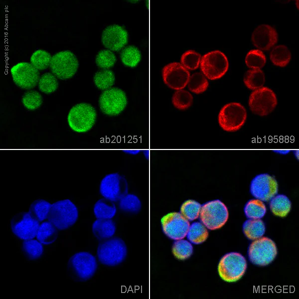 Immunocytochemistry/ Immunofluorescence - Alexa Fluor® 488 Anti-ATG7 antibody [EP1759Y] (AB201251)