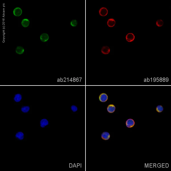 Immunocytochemistry/ Immunofluorescence - Alexa Fluor® 488 Anti-ATG7 antibody [EPR6251] (AB214867)