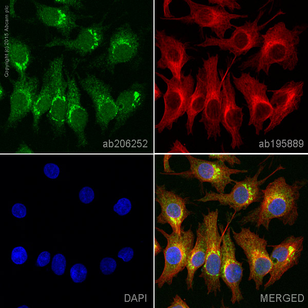 Immunocytochemistry/ Immunofluorescence - Alexa Fluor® 488 Anti-ATG9A antibody [EPR2450(2)] (AB206252)