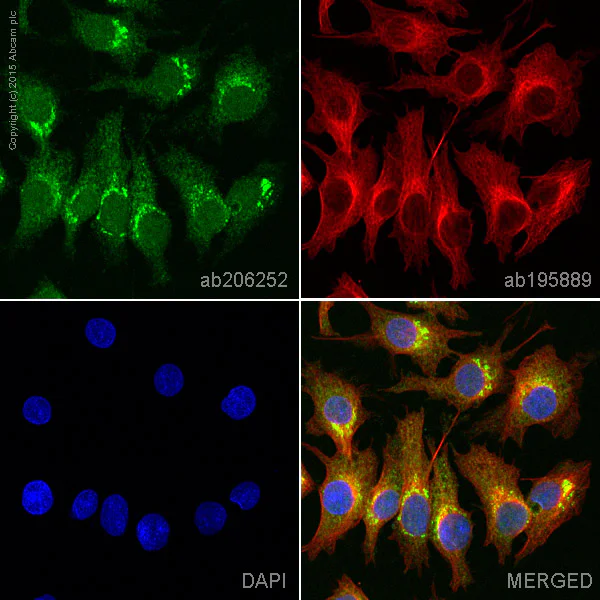 Immunocytochemistry/ Immunofluorescence - Alexa Fluor® 488 Anti-ATG9A antibody [EPR2450(2)] (AB206252)