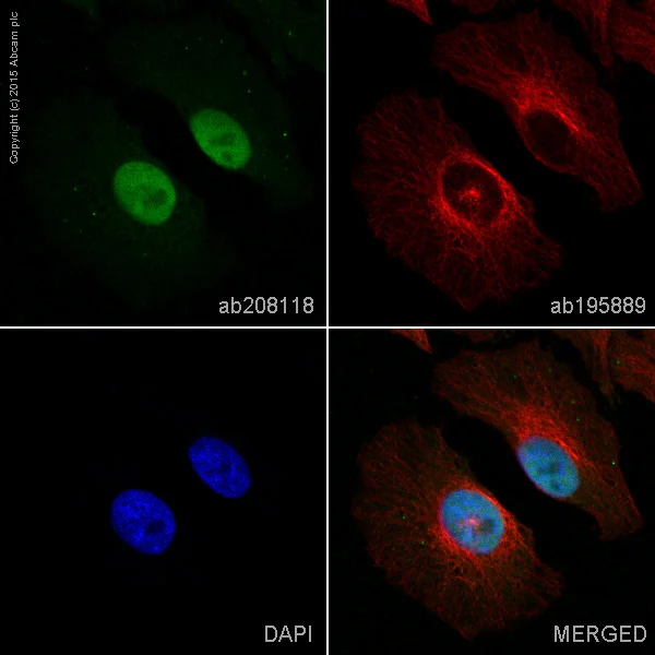 Immunocytochemistry/ Immunofluorescence - Alexa Fluor® 488 Anti-ATM antibody [Y170] (AB208118)