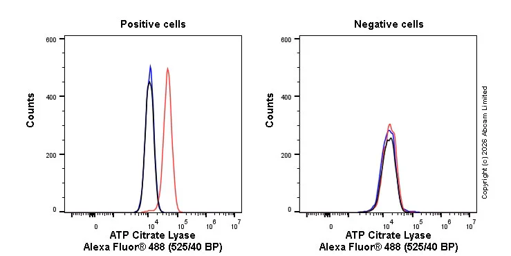Flow Cytometry (Intracellular) - Alexa Fluor® 488 Anti-ATP citrate lyase antibody [EP704Y] (AB205429)