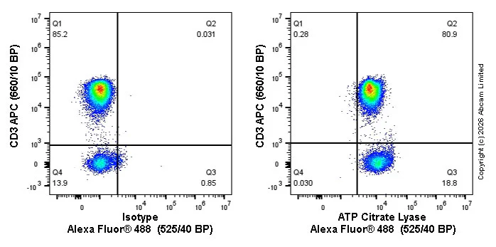 Flow Cytometry (Intracellular) - Alexa Fluor® 488 Anti-ATP citrate lyase antibody [EP704Y] (AB205429)