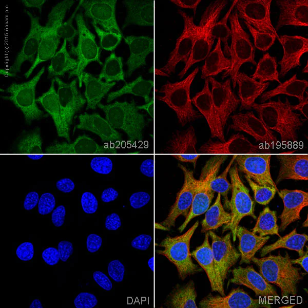 Immunocytochemistry/ Immunofluorescence - Alexa Fluor® 488 Anti-ATP citrate lyase antibody [EP704Y] (AB205429)