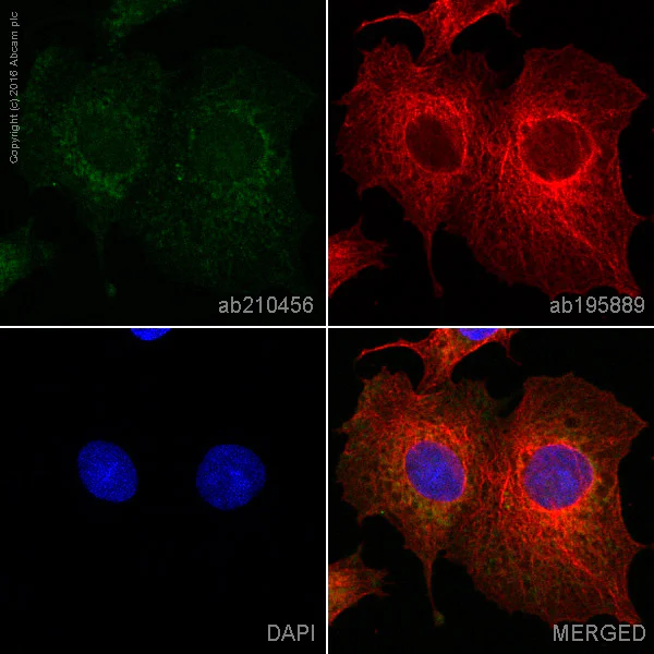 Immunocytochemistry/ Immunofluorescence - Alexa Fluor® 488 Anti-ATP synthase C antibody [EPR13907] (AB210456)